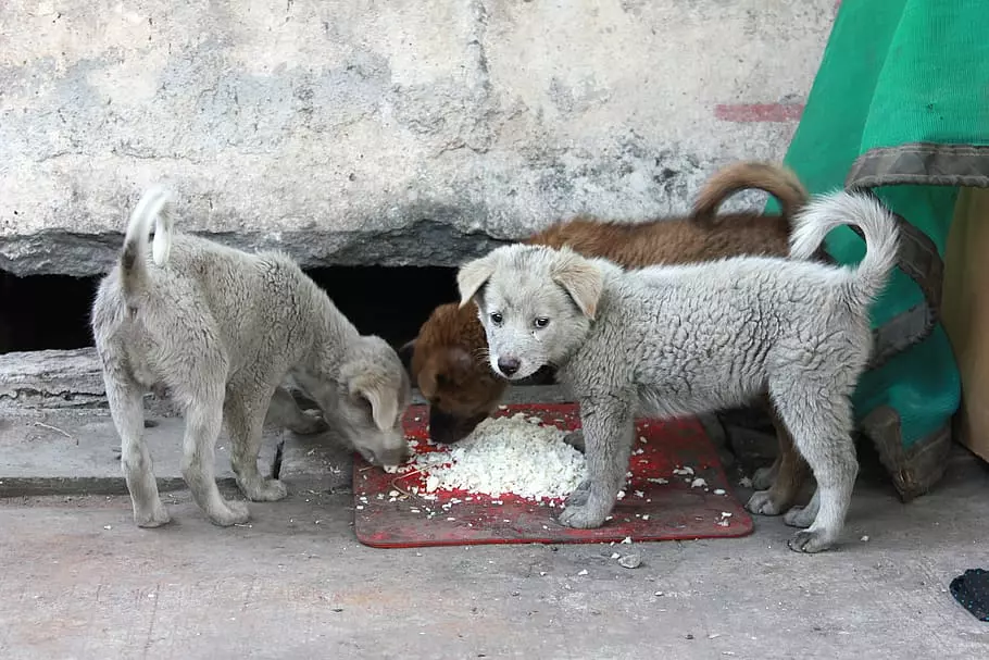 Dogs eating food